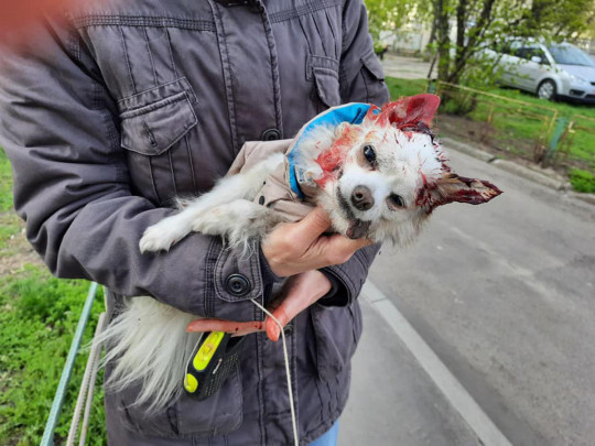 Свавілля по-київськи: неадекват нацьковує лютого пса на людей і собак