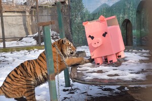В Одесском зоопарке тигрице подарили праздничный торт: ей понравилась коробка (видео)