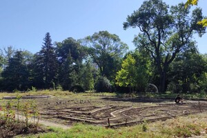 В Одессе распустились первые цветы в Лавандовом лабиринте (фото) 