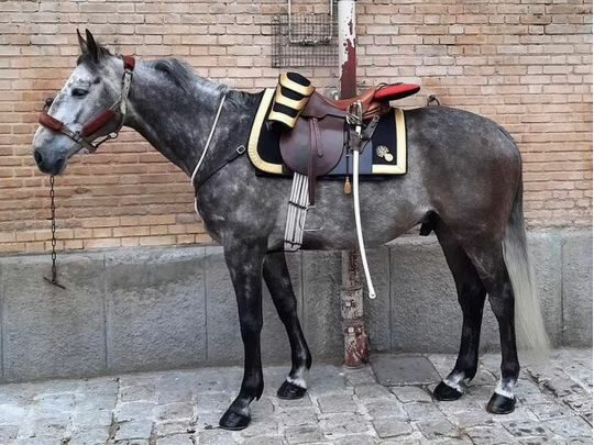 Макрон подарував Єлизаветі&nbsp;II до&nbsp;Платинового ювілею незвичайний подарунок