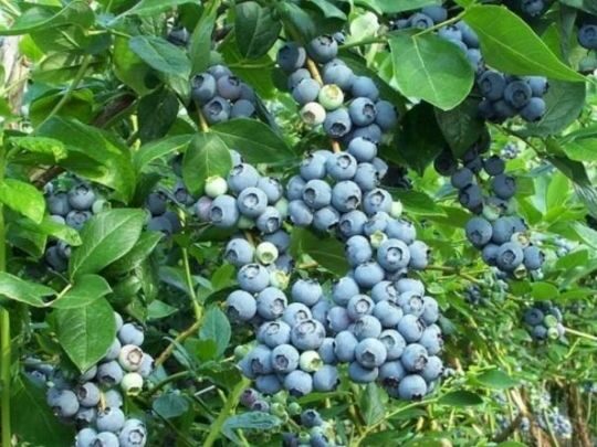 Тепло, світло і&nbsp;терпіння: як&nbsp;виростити лохину з&nbsp;пробірки