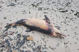 На берегах Одесской области снова находят мертвых дельфинов (фото)