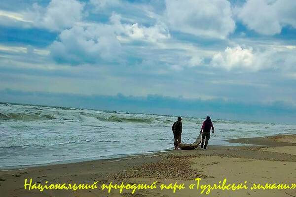На берегах Одесской области снова находят мертвых дельфинов (фото)