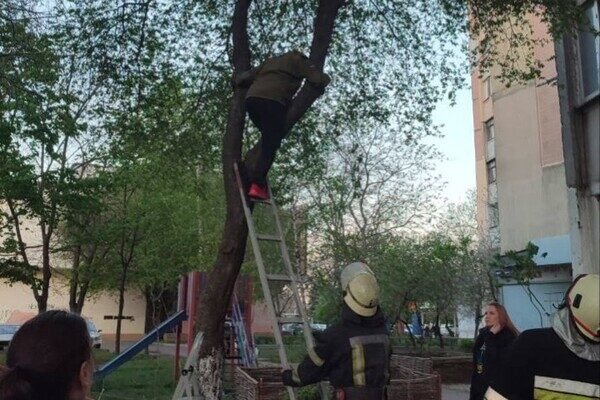 На Таирова женщина забралась на дерево за котом и застряла 