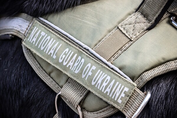 В Одесской области наградили служебную собаку Киру