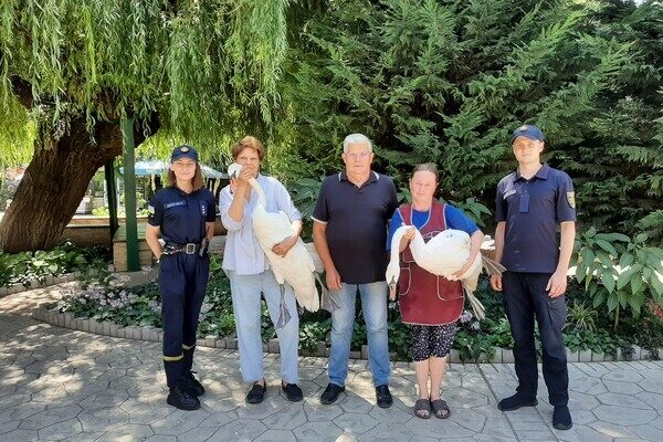 В Одессе спасли двух лебедей, которые упали на крышу частного дома