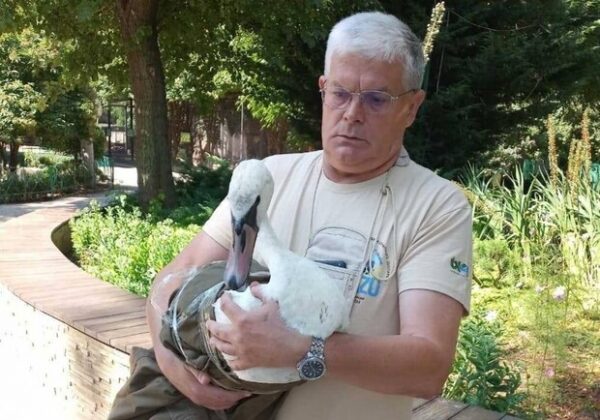 В Одессе спасли двух лебедей, которые упали на крышу частного дома