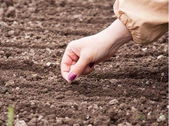 Що можна сіяти у квітні: прості поради, які точно стануть у нагоді