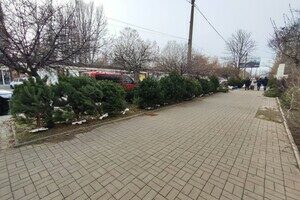 Праздник приближается: где в Одессе есть елочные базары