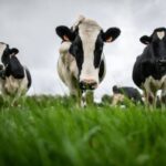 Китай ввёл пошлины до 42,7% на европейскую «молочку»