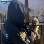 В Одессе котов держали на улице на привязи: реакция полиции