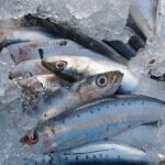 Корисна, дешева і доступна кожному: яку рибу треба додати до раціону