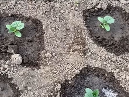 Огірки не&nbsp;ростуть і&nbsp;стоять на&nbsp;місці? Зробіть цю&nbsp;підживку, після якої вони &laquo;оживуть&raquo; просто на&nbsp;очах